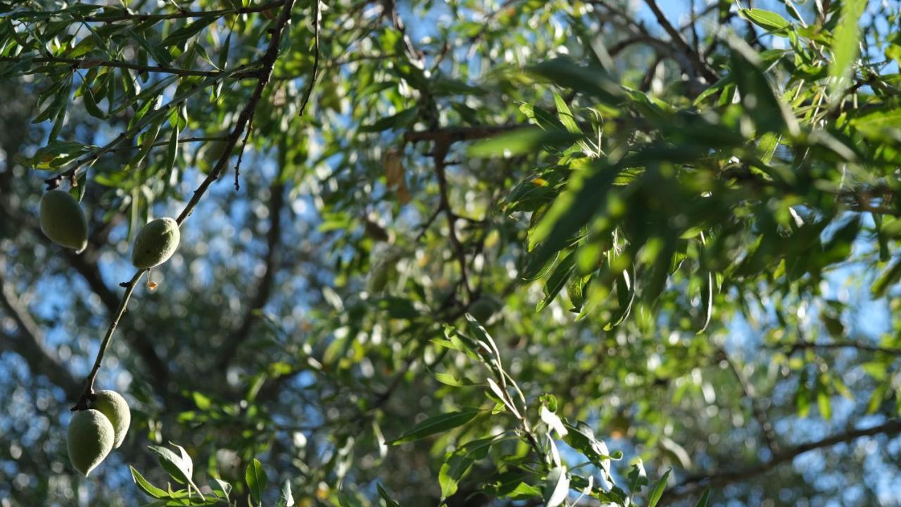 Il Rifugio Nel Verde Monopoli Extérieur photo